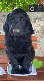 Flat coated retriever - 1