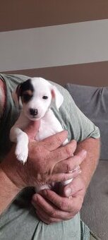 Jack Russell