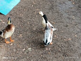 Indický běžec stříbrný