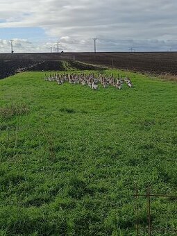 Svatomartinské husy