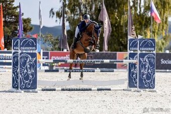 Nadějný 8letý valach pro juniorku