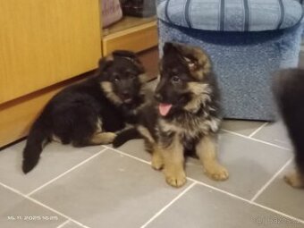 Německý ovčák štěňata