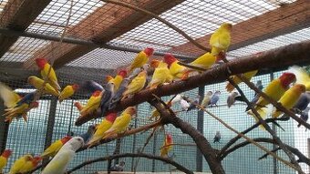 Agapornis ružovohrdly opalin