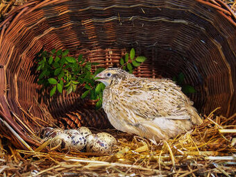 Italský Gigant křepelka - Vejce do líhně + Topný sáček