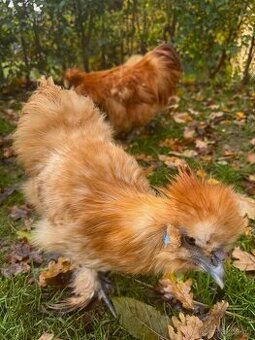 Kohout Hedvábničky Zlaté