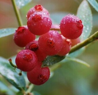 Růžová Kanadská borůvka - PINK LEMONADE