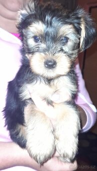 Yorkširský teriér štěňátka bez PP.