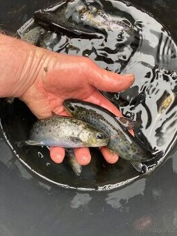 Pstruh násada - duhovy a potocni