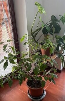 Ibišek pokojový 2 kusy