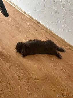 Beránek zakrslý králíček