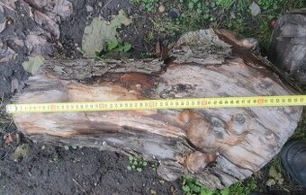 Dřevo zdarma. Jabloň. Pokácena před 6 lety