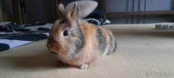 Daruji zakrslé králíky