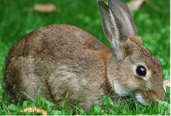 Králíci k chovu - samci a samičky králíků