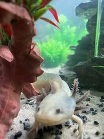 Axolotl mexický - Prodám čerstvě narozené mláďata Axolotla