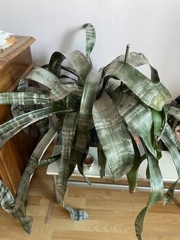 pokojová kytka Aechmea