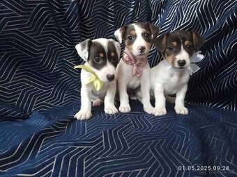 Jack russell teriér