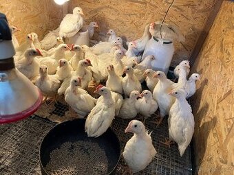 Kuřata Leghorn slepičky