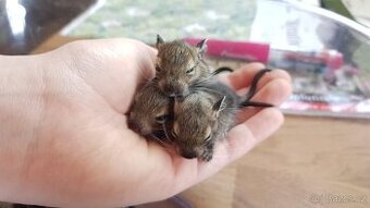 Mláďata osmáci degu