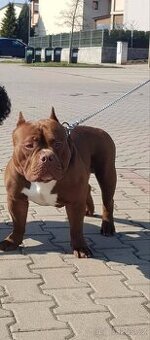 American Bully Pocket