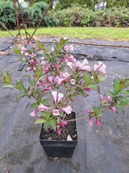Vajgélie (Weigela) - 1