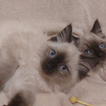 Ragdoll koťátka – čistokrevná💙