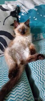 Ragdoll kocour
