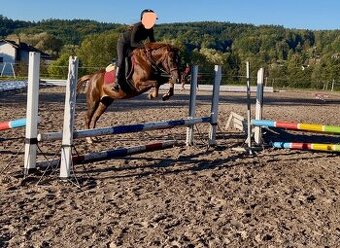 Tříletá klisna plemene slovenský sportovní pony