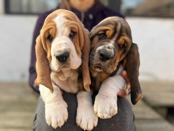 Basset Hound s PP - štěňata