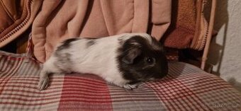 Morče x anglický crested