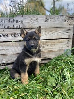 Štěňata německého ovčáka