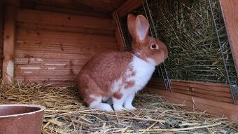 Meklenburský strakáč červený - samec 20 týdnů