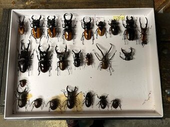 Sbírka brouků – roháči, nosorožíci, zlatohlávci a další