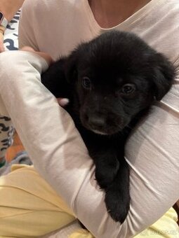 Štěňátka - Border Kolie x Labrador