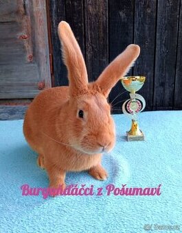 BURGUNDSKÝ králík s PP - SAMEČEK ja1⭐️⭐️⭐️