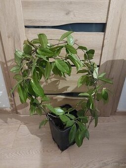 Voskovka, pokojová rostlina, květina