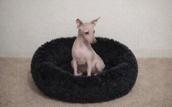 Americký bezsrstý teriér