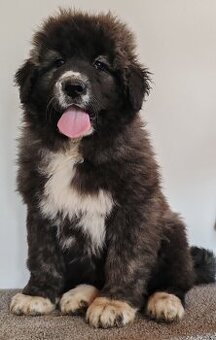 Kavkazský pastevecký pes s PP