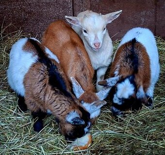 Holandská koza zakrsla
