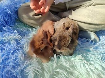 Zakrslý teddy králík