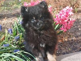 Pomeranian Blue and Tan / Pomeranian Mini Boo - Fenečka s PP