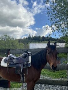 2,5letý reiningový quarter horse k prodeji - 1