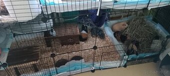 Adopce