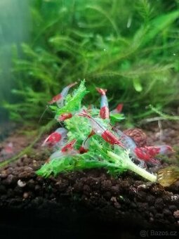 krevetky neocaridina rilli red