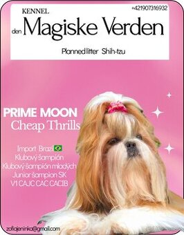 Shih-tzu s PP (šicu, shihtzu) - 1