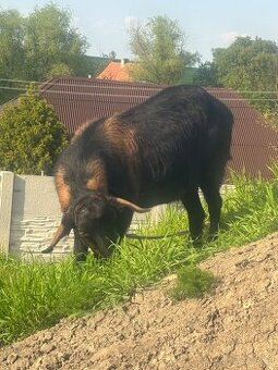 Kůzlata a kozel - 1