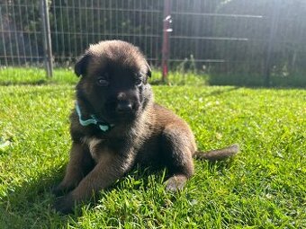 Belgický ovčák - malinois s PP