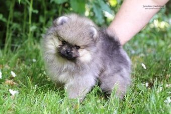 Pomeranian s PP FCI - 1