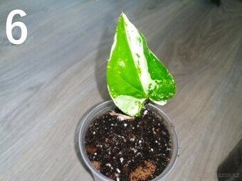 Syngonium Podophyllum Albo variegata