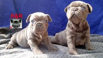 Francouzský buldoček modrý - French bulldog blue