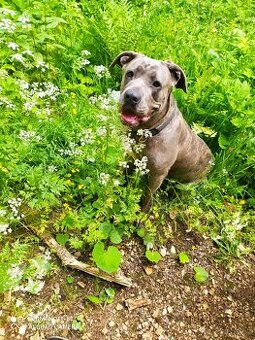 Štěňata Cane Corso